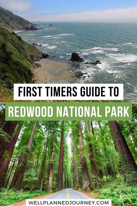 One Day In Redwood National Park, Where To Stay Near Redwood National Park, Trip To Redwood National Park, Redwood National Park With Kids, Camping In The Redwoods, Redwood National Forest, Red Wood National Park, The Redwood Forest, San Francisco To Redwood National Park