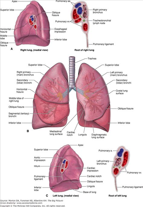 Lungs Anatomy Lungs, Lungs Anatomy, Lungs Diagram, Real Lungs, Lungs Drawing, Lung Segments, Respiratory System Anatomy, Lungs Labelled Diagram, Lung Anatomy