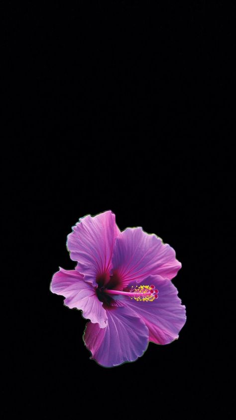 Hibiscus Flower Wallpaper Aesthetic, Flower Lockscreen, Black Flowers Wallpaper, Flowers Black Background, Attractive Wallpapers, Dark Purple Flowers, Purple Hibiscus, Flower Background Iphone, Dark Purple Wallpaper