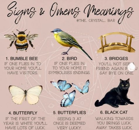 Animals As Omens, Animal Omens, Brown Moth, Spirit Animals, Say Bye, Spirit Animal, Bumble Bee, Black Cat, Bee