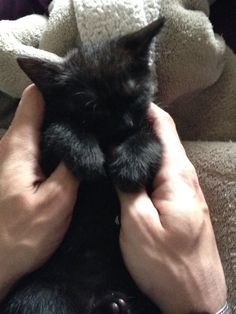 Black Kitten, A Black, Black