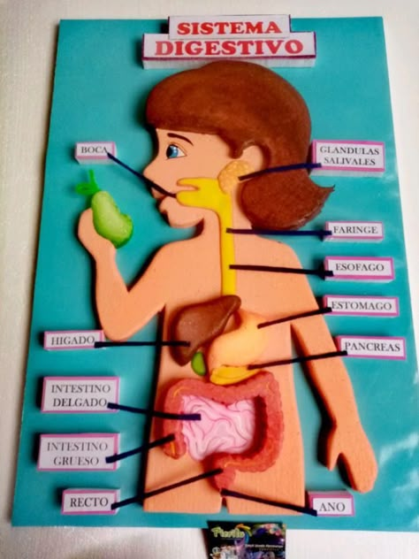 Digestive Tract Project, 3d Digestive System Project, Urinary System Model, Human Digestive System Model, Hojas Aesthetic, Digestive System Project, Digestive System Model, Body Systems Project, Human Body Science Projects