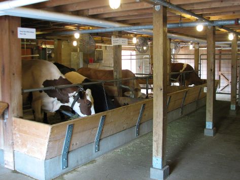 Family Farm - Dairy Barn - ZooChat Cow Farm Ideas, Cow Barn Ideas, Small Animal Farm, Cow Shelter, Small Barn Ideas, Farming House, Cattle Housing, Cattle Facility, Sheep Barn