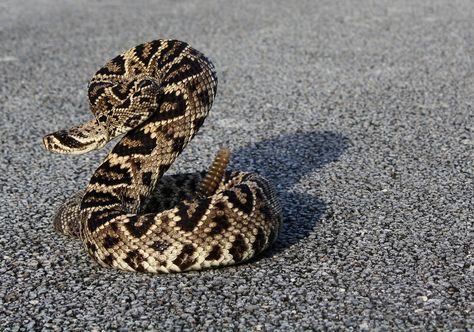 Eastern Diamondback Snake About To Strike, Snake Photography, Rattlesnake Tattoo, Desert Images, Venomous Animals, Snake Photos, Gasparilla Island, Rattle Snake, Poisonous Snakes