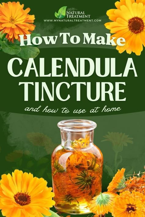 Calendula Tincture Recipes, Healing Tinctures, Honey Tincture, Mugwort Tincture Recipe, Calendula Tincture, Calendula Spell Uses, Calendula Recipes, Raspberry Leaf Tincture, Sleepy Time Tincture