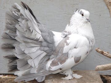 Indian Fantail Pigeon | COMPLETE LIST OF PIGEON BREEDS Fantail Pigeon, Pet Pigeon, Cute Pigeon, Pigeon Pictures, Pigeon Breeds, Dove Pigeon, Pigeon Bird, Interesting Animals, Kinds Of Birds