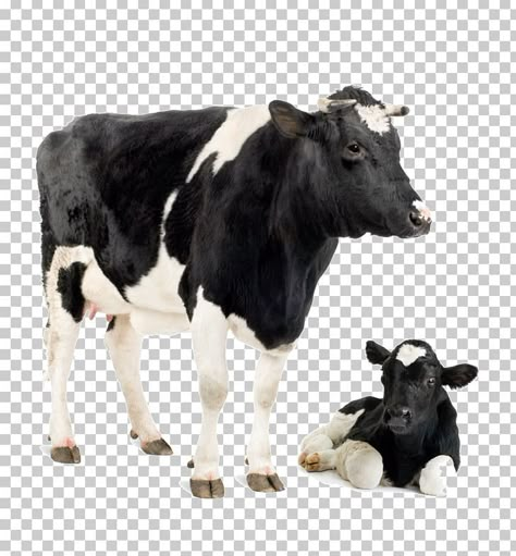 Cow Png Icon, Cow Png Cute, Black Angus Cow Silhouette, Cow Clipart Black And White, Cow Transparent Png, Jersey Cattle, Dairy Cows Holstein, Exhibition Plan, Nurse Shark