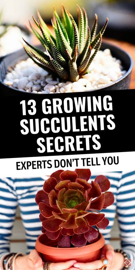 These 13 succulent tips will elevate your gardening game and help you avoid common beginner mistakes. Learn everything about succulent care, how to propagate succulents, and best practices for keeping succulents indoors. Ideal for all levels, this guide empowers you to keep succulents healthy and happy in any setting. Save this pin and discover the keys to a thriving succulent garden that flourishes indoors and out! Transplant Succulents How To, Unique Plants Indoor, Identifying Succulents, Transplant Succulents, Succulent Tips, How To Propagate Succulents, Propagate Succulents From Leaves, Succulent Fertilizer, Succulents Care