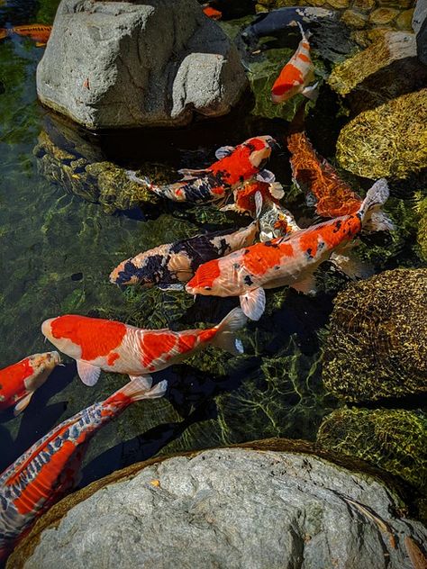 Koi Fish Care, Fish Eat, Goldfish Pond, Pond Fish, Big Appetite, Koi Fish Pond, Fish Care, Beautiful Fish, Fish Pond