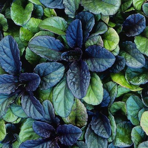 Best Ground Cover Plants, Lawn Alternatives, Ground Covers, Garden Wallpaper, Fast Growing Plants, Ground Cover Plants, Garden Yard Ideas, Flowers Perennials, Ground Cover