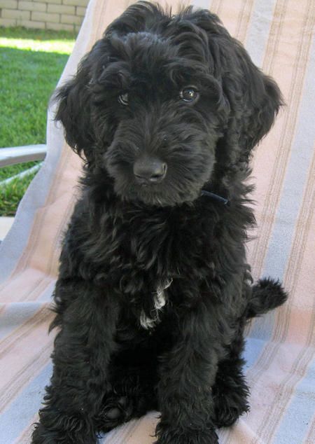 As a combination of Labrador and Poodle parents, the Labradoodle is one of the most popular newer breeds in the world today! Cute Puppy Names, Black Labradoodle, Doodle Pictures, Maltipoo Dog, Australian Labradoodle, Labradoodle Puppy, Yorkshire Terrier Puppies, Doodle Dog, Golden Doodle