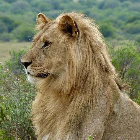 Lion Looking Up, Lion Puppet, Lion Profile, Lion Reference, World Lion Day, Lion Icon, Lion Photo, Animal Poses, Lion Photography