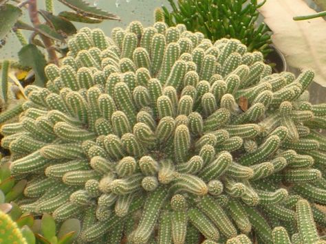 Echinopsis chamaecereus (Peanut Cactus) → Plant characteristics and more photos at: http://www.worldofsucculents.com/?p=821 Peanut Cactus, Agave Attenuata, Cactus House Plants, Garden Cactus, Cactus Planta, Small Cactus, Growing Succulents, Succulent Gardening, Peonies Garden