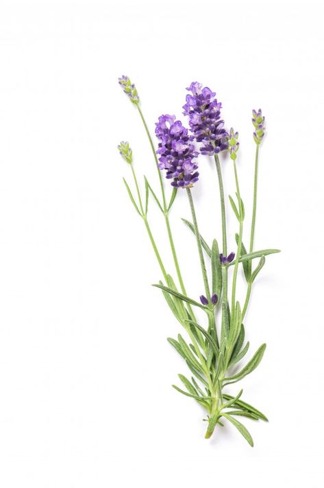 Lavender herb flowers isolated on white | Premium Photo #Freepik #photo #flower #floral #white #bouquet Herb Flowers, Jean Flowers, Lavender Photo, Lavender Farms, Floral Reference, Flower References, Dorm Room Art, Honey Label, Lavender Herb