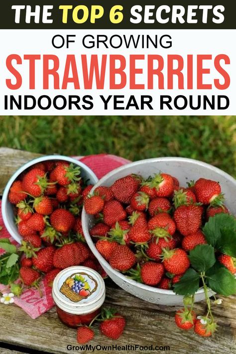 Potted Strawberry Plants, Growing Strawberries Indoors, Growing Strawberries In Containers, How To Grow Strawberries, Strawberries In Containers, Vege Garden, Grow Strawberries, Growing Food Indoors, Fruit Growing