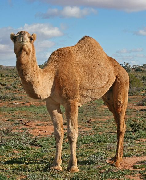 Saudi Arabia Food, Belgium Recipes, Dromedary Camel, Norway Food, Tanzania Food, Belgium Food, Bactrian Camel, Desert Animals, Africa Do Sul