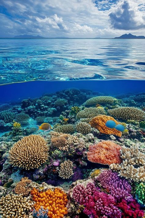 Dive into the Great Barrier Reef in Australia🌊 Summer is a great time to explore the Great Barrier Reef. Enjoy snorkeling and diving to see vibrant coral reefs and marine life. 🌿🐠 #GreatBarrierReef #SummerTravel #Australia #MarineLife Great Reef Barrier, Coral Reef Photography Underwater, Coral Reef Ecology, Ocean Sea Life, Australia Great Barrier Reef, Coral Reef Photography Ocean Life, Great Barrier Reef Aesthetic, Under The Sea Photography, Coral Reef Aesthetic