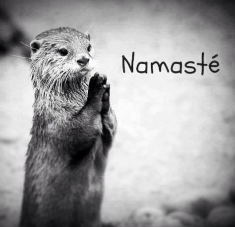 AWWWWW! CUTEST. THING. EVER. Arte Yoga, Yoga Studio Design, Sup Yoga, Online Yoga Classes, Yoga Times, Pose Yoga, Online Yoga, Yoga Quotes, Yoga Training