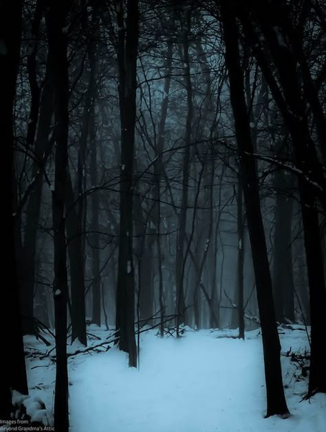 maro-t:   "The woods are lovely, dark, and deep …" — Robert Frost by William Flowers on Flickr. Dark Naturalism, Snowy Forest, Winter Forest, 판타지 아트, Winter Aesthetic, On The Ground, Dark Forest, Enchanted Forest, Draco Malfoy