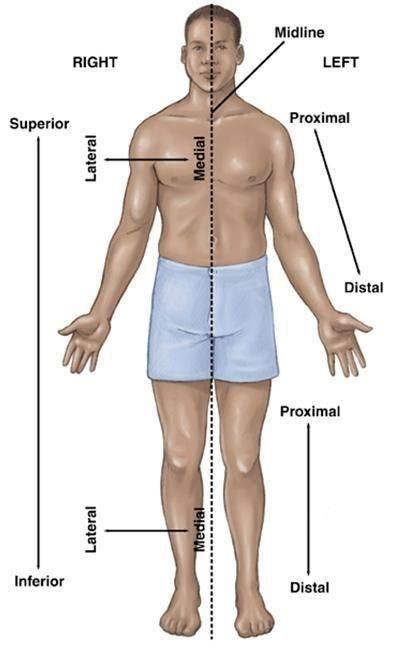 Anatomical Terms And Body Region Diagram