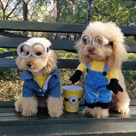 Dog Sibling Costumes, Dog Pair Costumes, Golden Doodle Costume Ideas, Clever Dog Costumes, Cute Dog And Human Halloween Costumes, Bernedoodle Halloween Costumes, Matching Dog Costumes For 2 Dogs, Cute Puppy Halloween Costumes, Cute Dogs In Costumes