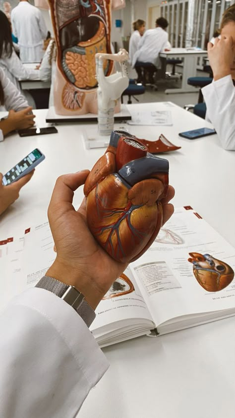 Anatomy Aesthetic, Heart Doctor, Aesthetic Heart, Medical Pictures, Medical School Life, Medicine Studies, Medical Student Motivation, Med School Motivation, Medical Wallpaper