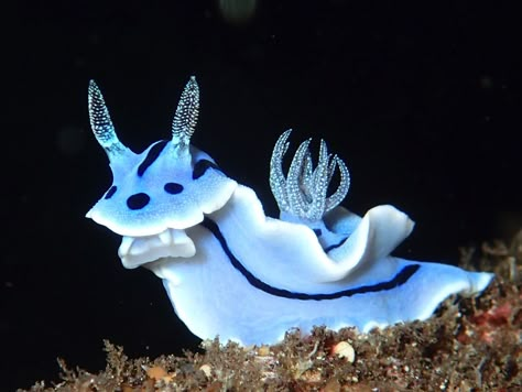 How can a slug look so CUTE? Sea Bunnies, Sea Snails, Sea Slugs, Sea Slug, Beautiful Sea Creatures, Underwater Creatures, Marine Biology, Slug, Beautiful Sea