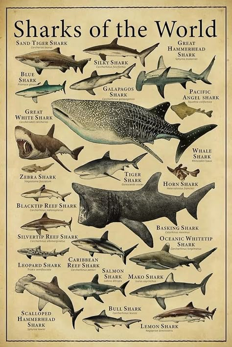 Amazon.com: Shark Knowledge Metal Tin Sign Sharks Of The World Retro Poster School Education Farm Living Room Bathroom Kitchen Home Art Wall Decoration Plaque Gift: Posters & Prints Types Of Sharks, Shark Pictures, Marine Biology, Ocean Creatures, Marine Animals, Ocean Animals, Room Posters, Sea Animals, Marine Life