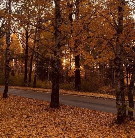 Autumn Core Aesthetics, Fall Icon Aesthetic, Fall Aesthetic Pfp, Souls Aesthetic, Pumpkin Cream Cold Foam, Autumn Pfp, Autumn Outdoors, Fall Town, Rory Gilmore Fall