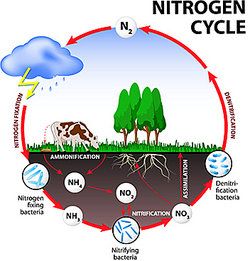 Nitrogen Cycle Examples Nutrient Cycle, Cycle Drawing, Nitrogen Fixation, Nitrogen Cycle, Carbon Cycle, Tree Diagram, Cc Cycle 2, Dibujo Simple, Diagram Design Ideas