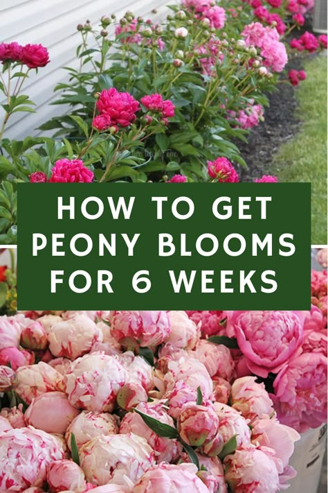 How To Support Peonies, Peony Flower Types, Peonies And Roses Garden, Peony Landscaping Garden Design, Planting Peonies In Spring, Peony Flower Bed Garden Ideas, Peony Care After Bloom, Companion Plants For Peonies, Peony And Rose Garden