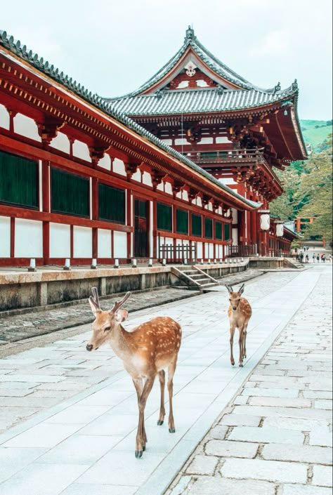 Deer, Japan, Temple Nara Prefecture Japan, Japan Park, Nara Deer Park, Japan Nara, Nara Park Japan, Nara Japan Deer, Nara Japan Aesthetic, Nara Deer, Nara Park