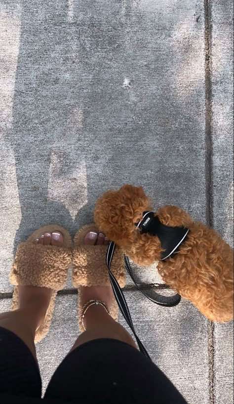 Soft Lifestyle, Bedazzled Shoes Diy, Black Bratz Doll, Cute Small Dogs, Puppy Mom, Puppy Pics, Dog Mommy, Toy Poodle Puppies, Very Cute Puppies