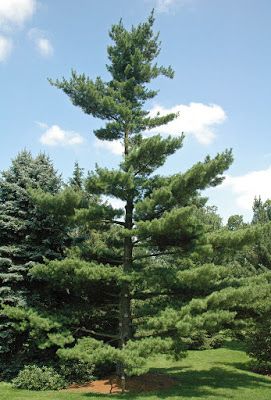 Types Of Pine Trees, Pinus Strobus, Pine Seeds, White Pine Tree, Eastern White Pine, Plant House, Conifer Trees, Landscape Plants, Tree Seeds