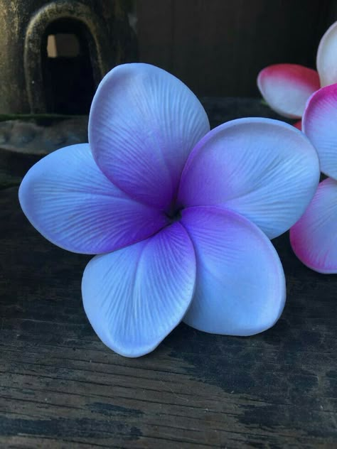 Plumeria or Flangipani Fiori Frangipani, Flower Pot Design, Flower Picks, Plumeria Flowers, One Flower, Big Plants, Hawaiian Flowers, Healing Herbs, Flowers Online