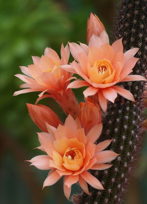 Cactus Pictures, Cactus Planta, Beautiful Cactus, Cactus Blossoms, Blooming Cactus, Desert Flowers, Succulent Gardening, Wonderful Flowers, Unusual Plants