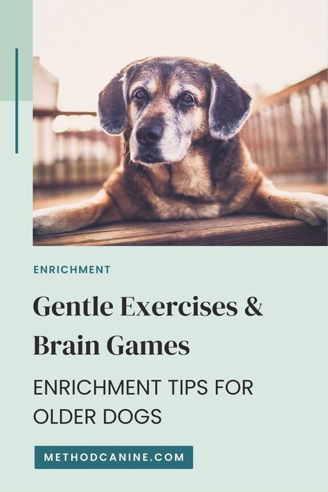 Senior Dog Enrichment 101: Physical, Mental, & Nutritional Tips Comfort Ideas, Dog Enrichment Ideas, Senior Dog Care, Senior Dogs Care, Canine Enrichment, Gentle Exercise, Brain Stimulation, Home Setup, Dog Enrichment