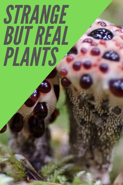 There are many strange plants out there, here are several of them that are odd. Weird House Plants, Odd Plants, Strange Plants, Alien Plants, Crazy Houses, Unusual Pictures, Strange Flowers, Weird Plants, Unusual Plants