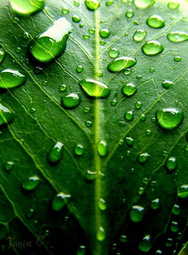 Board Inspiration, Water Droplets, Green Nature, Natural Forms, World Of Color, Green Leaf, Water Drops, Green Aesthetic, Color Of Life