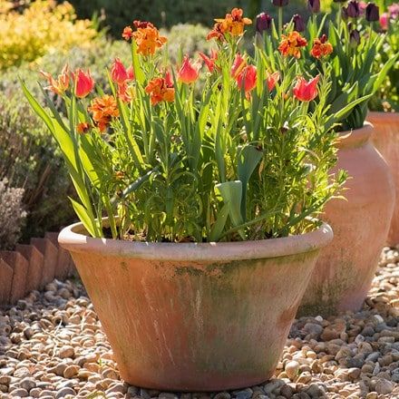 Terracotta Ideas, Greenhouse Planting, Terra Cotta Pots Garden, Large Terracotta Pots, Rustic Pots, Pots Garden, Large Flower Pots, Terracotta Plant Pots, Alpine Plants