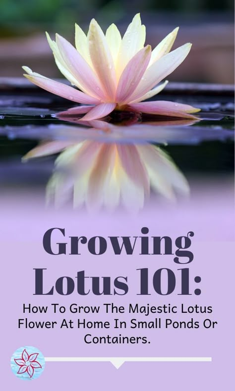 Diy Lotus Pond, Lotus House Plant, Lotus Bowl Garden, Bonsai Lotus Flower, Lotus Flower Plant Indoor, Bowl Lotus Plant, Growing Lotus Indoors, Indoor Lotus Plant, Lotus Garden Ideas