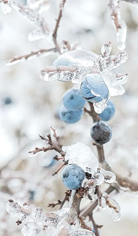 Winter wonder. Foto Macro, I Love Winter, Winter Love, Airbrush Art, Winter Magic, Winter Scenery, Winter Beauty, Winter Pictures, Winter Wonder