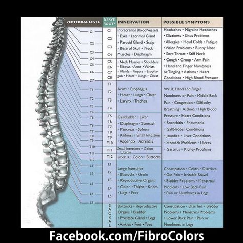 Spinal Nerve chart! | A Healthy Body & Mind | Fibromyalgia, Sinus ...