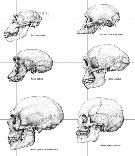 Hominid Skulls Human Evolution Art, Evolution Aesthetic, Human Evolution Timeline, Chimpanzee Art, Comparison Worksheet, Darwin's Theory Of Evolution, Biological Anthropology, Human Fossils, Homo Habilis