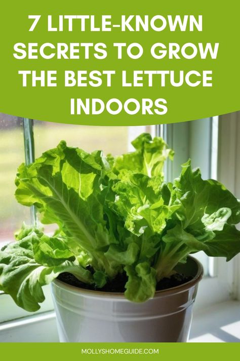 Discover the ultimate guide on how to grow lettuce indoors! Whether you're an experienced gardener or a newbie, this comprehensive tutorial will walk you through the steps from start to finish. Learn about the best varieties of lettuce to grow indoors, essential tips for successful cultivation, and innovative gardening techniques that will help maximize your indoor space. With a little patience and dedication, you'll soon be enjoying fresh, crisp lettuce right from your own homegrown garden. Indoor Lettuce Growing, How To Grow Butter Lettuce, Grow Romaine Lettuce Scrap, Food Plants To Grow Indoors, Edible Indoor Plants, How To Grow Lettuce Indoors, Indoor Lettuce Garden, Growing Veggies Indoors, Lettuce Garden