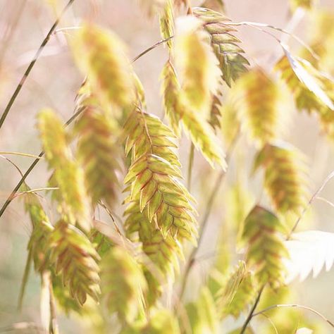 Chasmanthium latifolium (Northern Sea Oats)   Growing Conditions: Full sun or part shade and well-drained soil   Size: To 3 feet tall  Zones: 5-9 Native to North America - This fast-spreading species is loved for its interesting seed heads, which hang off the stems and look like wind chimes. Note: It is a fast spreader, so plant with care. Northern Sea Oats, May Night Salvia, Blue Oat Grass, Mexican Feather Grass, Sea Oats, Japanese Forest, Fountain Grass, Ornamental Grass, Grasses Landscaping