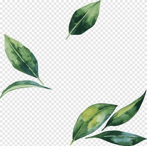 Watercolor Essentials, Green Leaf Watercolor, Leaf Png, Leaf Watercolor, Leaves Png, Flower Background Iphone, Green Painting, Leaves Watercolor, Png Flower