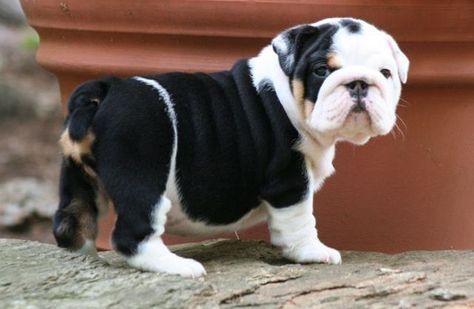 Cute Purebred English Bulldog Puppies For Sale. Contact ( *removed* ) | Puppies for Sale Healthy Dog Food, Cute Bulldogs, English Bulldog Puppies, English Bulldog Puppy, Bull Dogs, English Bulldogs, English Bull, Cute Dogs And Puppies, Bulldog Puppies