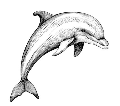 A drawing of a dolphin with the letter t... | Premium Vector #Freepik #vector #animal-drawing #dolphin #animal-sketch #fish-drawing Dolfin Drawings, Drawing Of A Dolphin, Dolphins Drawing, Dolphin Sketch, Drawing Dolphin, Sketch Fish, Dolphin Drawing, Animal Sketch, The Letter T