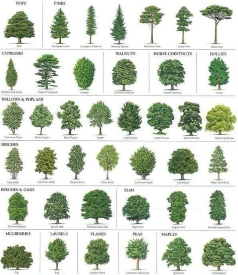 Tree Leaf Identification, Identifying Trees, Leaf Identification, Tree Id, Simple Front Yard, Landscaping Florida, Tree Identification, Ideas Front Yard Landscaping, Front Yard Landscaping Ideas